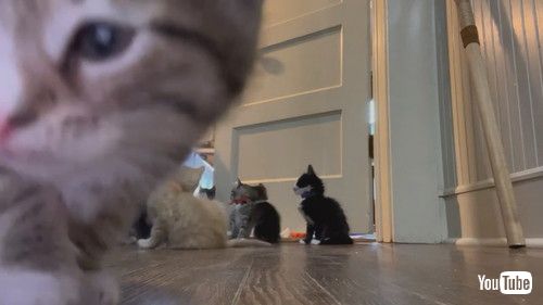 あふれ出てくる子猫たち