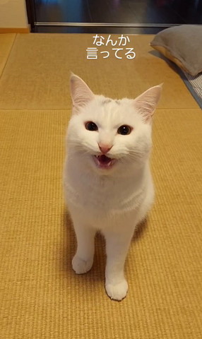 しゃべる猫