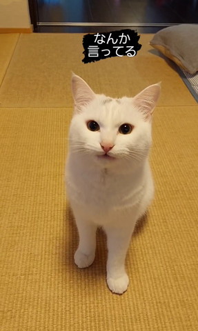 かすかに口あけてる猫