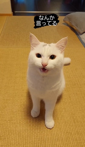 口あけてる猫ちゃん正面