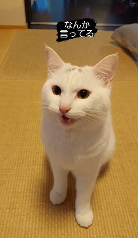 左の方見て口あけてる猫