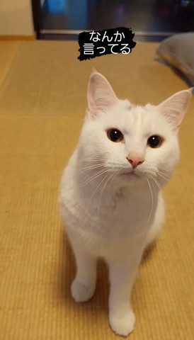 のぞいてる猫