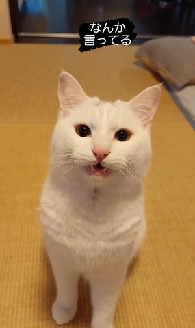 胸張ってる猫正面