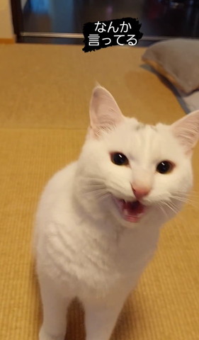 大きく口あけてる猫