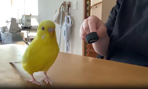 インコの捨てぜりふ