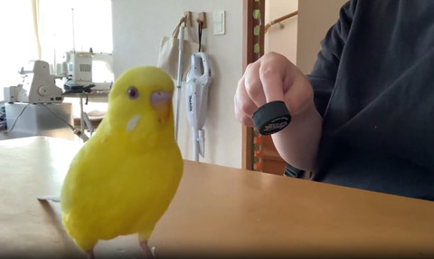 飼い主さんの手より少し前に出るインコ