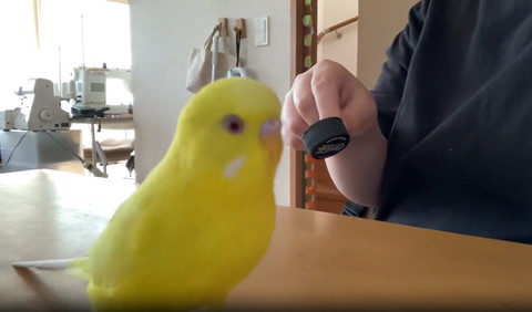 首をかしげるインコ