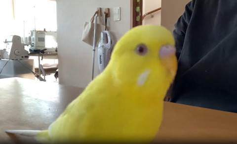 ドアップインコ