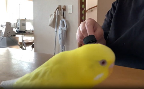 かがむインコ