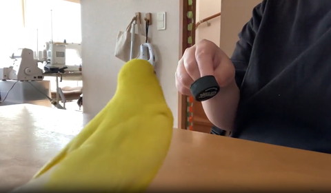 飼い主を見るインコ