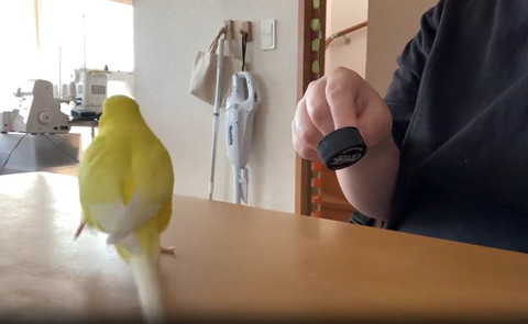 走るインコ後ろ姿