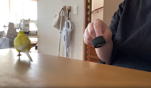 走るインコ後ろ姿遠く