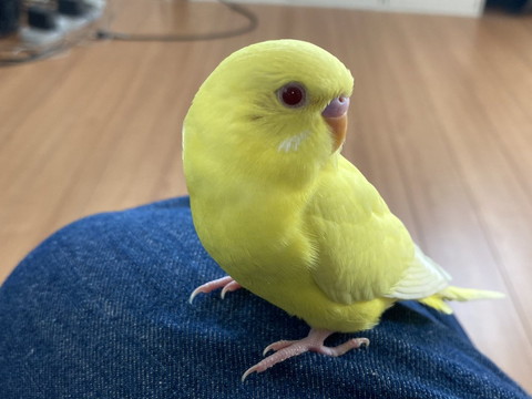 足に乗るインコ
