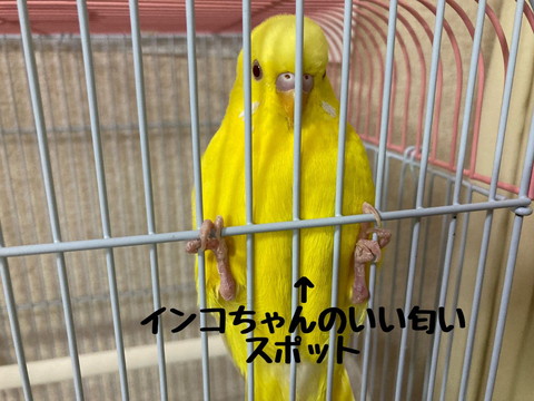 インコちゃんの良い匂いスポット