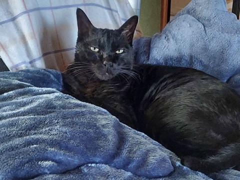 布団でくつろぐ猫