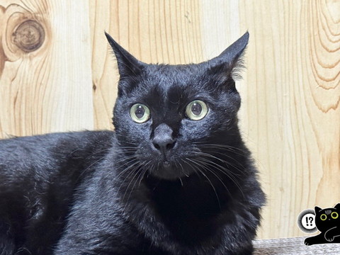 びっくり顔の猫