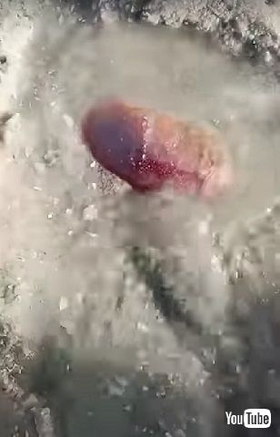 海の生き物