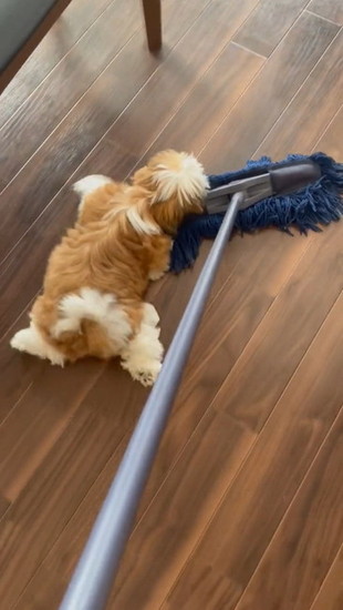 足を出す犬