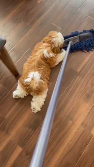 滑る犬