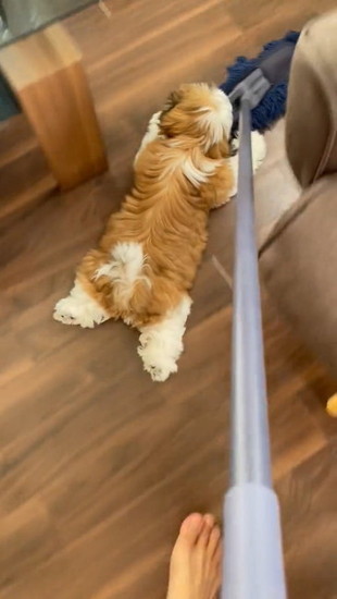 障害物をよける犬