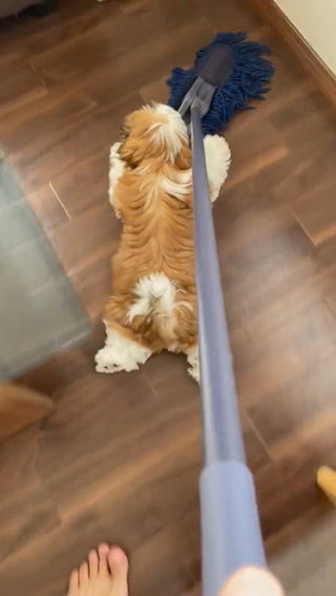 大の字の犬
