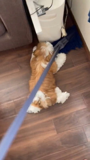 モップと犬