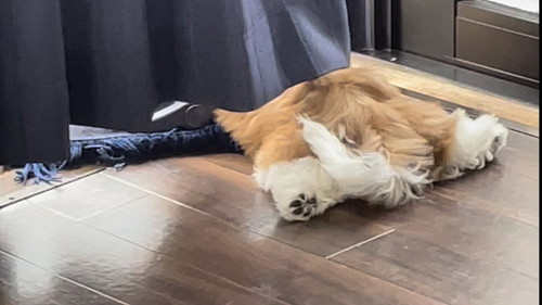モップと犬