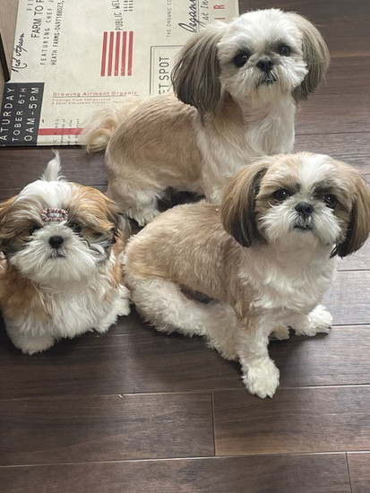 並んだ犬