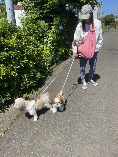 散歩する犬たち