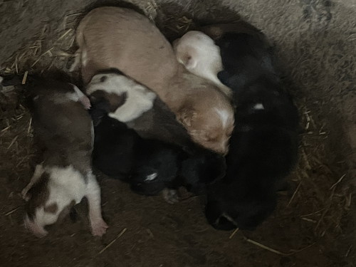 生まれた子犬