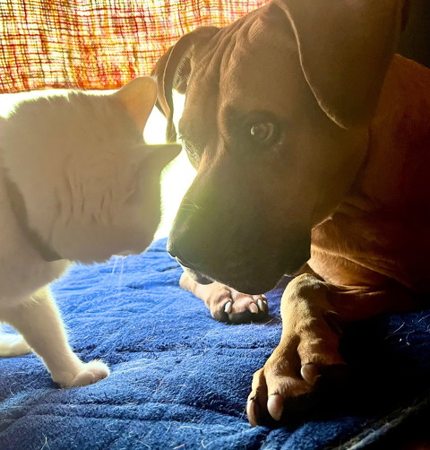 犬猫