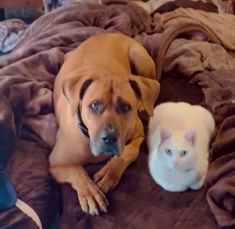 犬猫