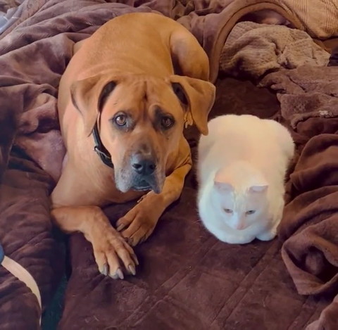 犬猫
