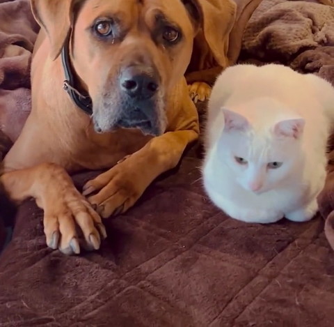 犬猫