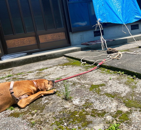 犬猫