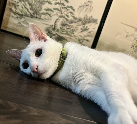犬猫