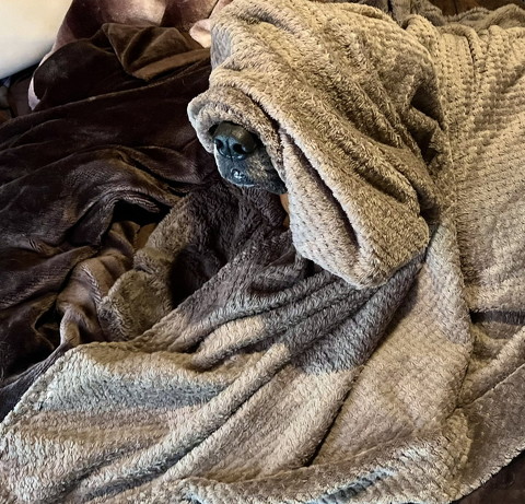 犬猫