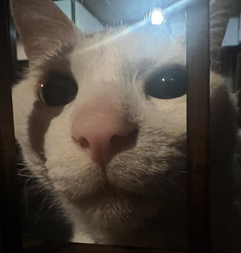 犬猫