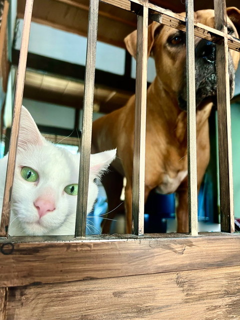 犬猫