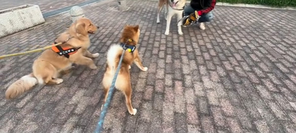 秋田犬とゴールデン