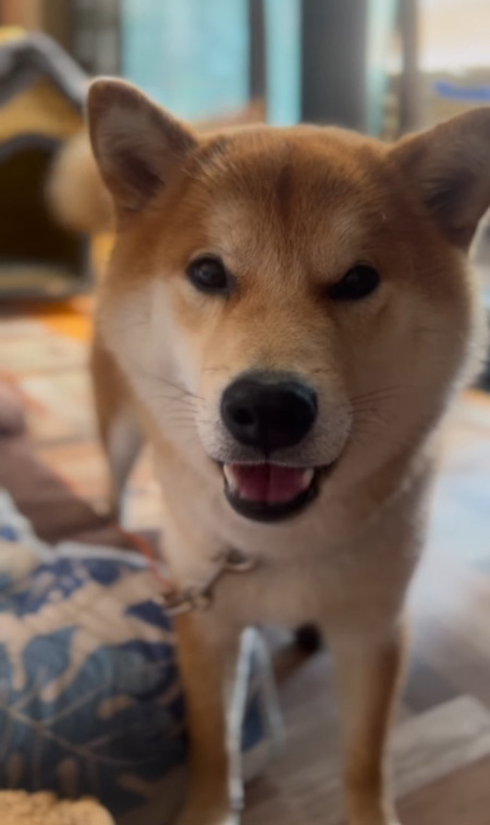 どんくん正面