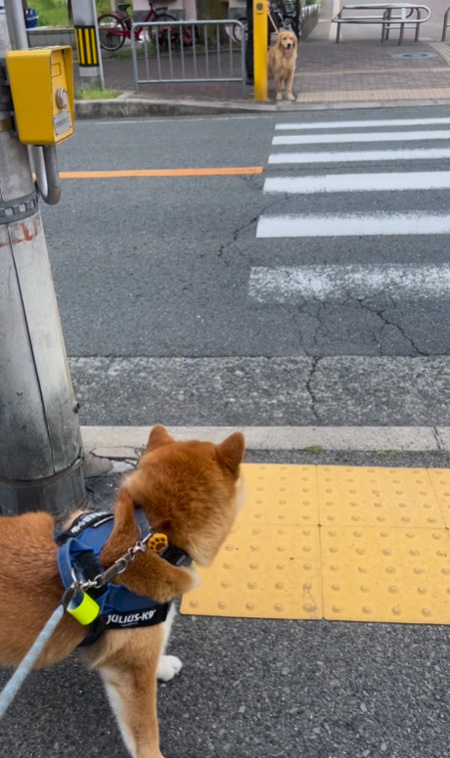 道路挟んでどんくんとこむぎくん