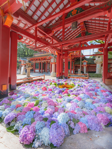 太宰府天満宮の紫陽花を浮かべた花手水が美しい