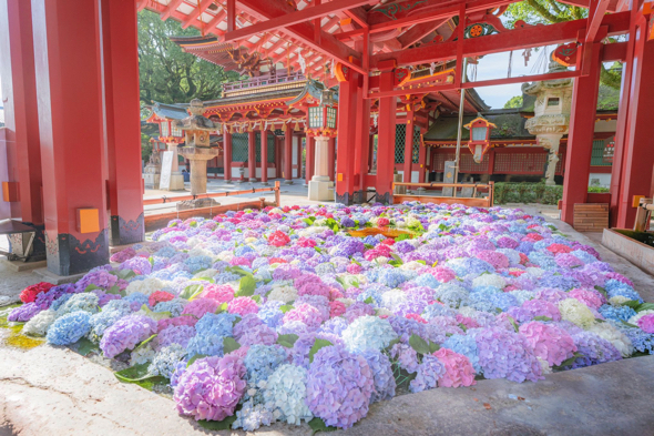 太宰府天満宮の紫陽花を浮かべた花手水が美しい
