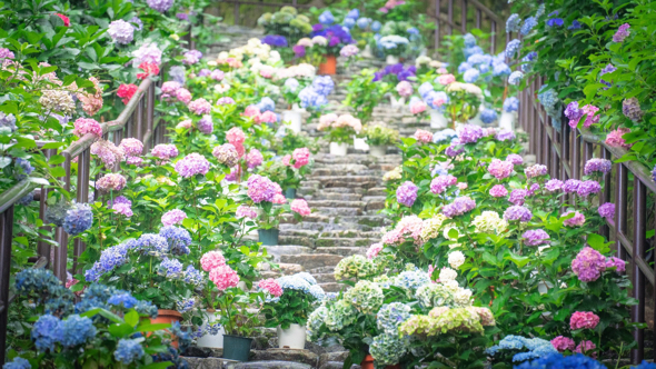 太宰府天満宮の紫陽花を浮かべた花手水が美しい