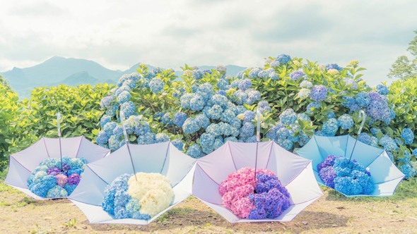 太宰府天満宮の紫陽花を浮かべた花手水が美しい