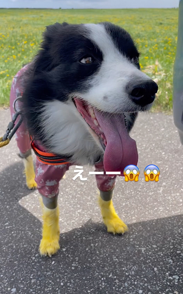 靴下を履いてるみたいになった犬