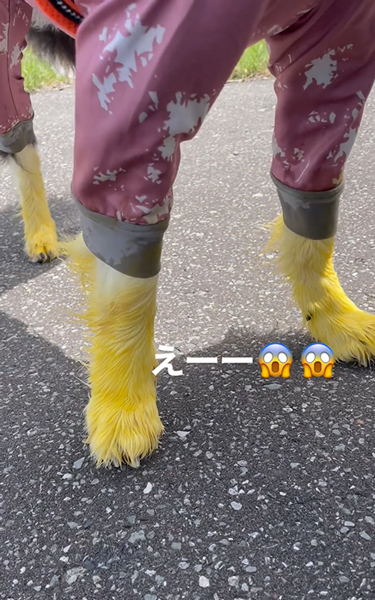 足が黄色になった犬