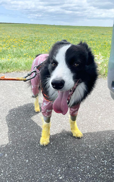 おしゃれな犬アップ