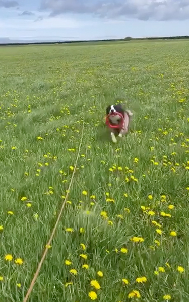 ダッシュする犬